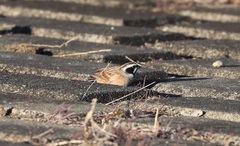 Emberiza cioides