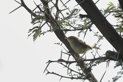 Cisticola fulvicapilla