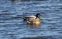 Anas platyrhynchos platyrhynchos