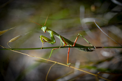 Trachymantis dentifrons