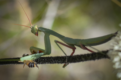 Trachymantis dentifrons