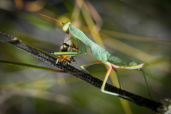 Trachymantis dentifrons