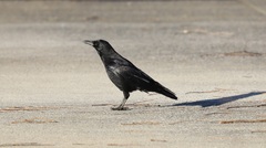 Corvus corone orientalis