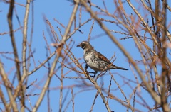 Turdus eunomus