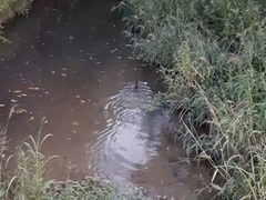 Hydromys chrysogaster