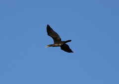 Phalacrocorax carbo hanedae