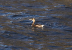 Tachybaptus ruficollis poggei