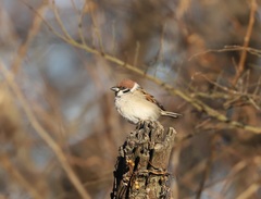 Passer montanus saturatus