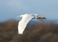 Ardea alba