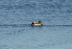 Anas platyrhynchos platyrhynchos