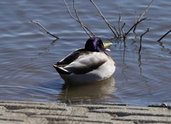 Anas platyrhynchos platyrhynchos