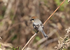 Lanius bucephalus bucephalus