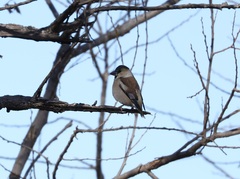 Coccothraustes coccothraustes