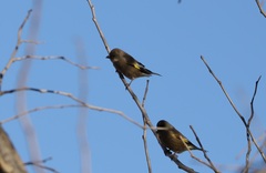 Chloris sinica minor