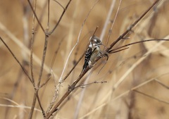 Yungipicus kizuki nippon