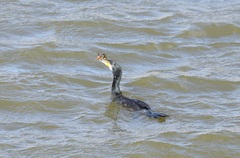 Phalacrocorax carbo hanedae