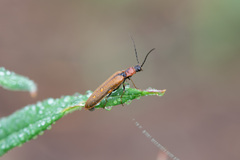 Denticollis linearis