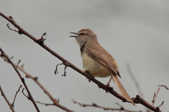 Prinia flavicans