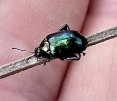 Arsipoda chrysis