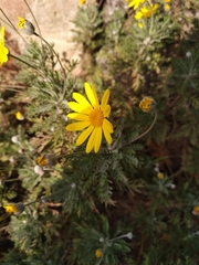 Euryops pectinatus