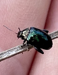 Arsipoda chrysis