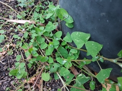 Chenopodium trigonon