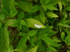Ptychamalia perlata