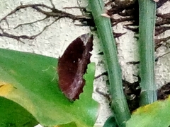 Elymnias hypermnestra beatrice