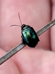 Arsipoda chrysis