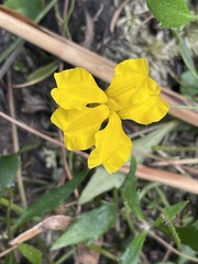 Goodenia lanata