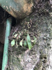 Pleopeltis macrocarpa