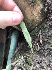 Pleopeltis macrocarpa