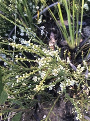 Choretrum pauciflorum