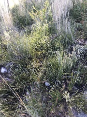 Choretrum pauciflorum