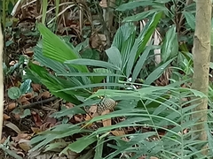 Ideopsis vulgaris