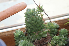 Semperviveae