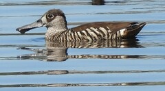 Malacorhynchus membranaceus