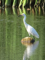 Egretta thula