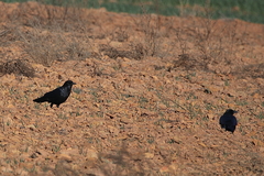Corvus capensis capensis