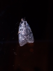 Stericta carbonalis