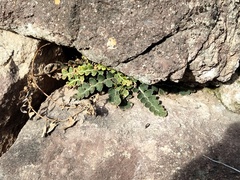 Asplenium ceterach ceterach