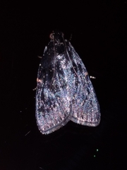 Stericta carbonalis