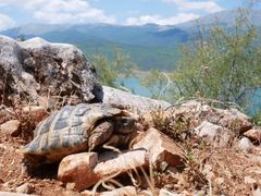 Testudo hermanni boettgeri