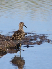 Calidris melanotos