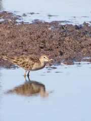 Calidris melanotos