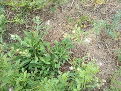 Centaurea trichocephala