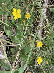 Goodenia lanata