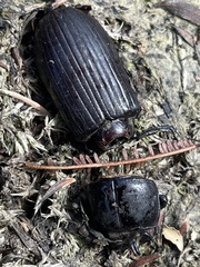 Aulacocyclus edentulus