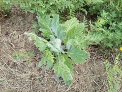 Salvia aethiopis