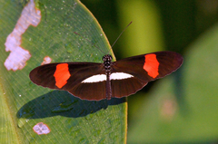 Heliconius melpomene